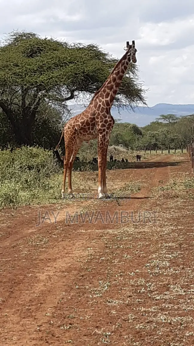 534 Acres Ranch Kajiado in Bisil