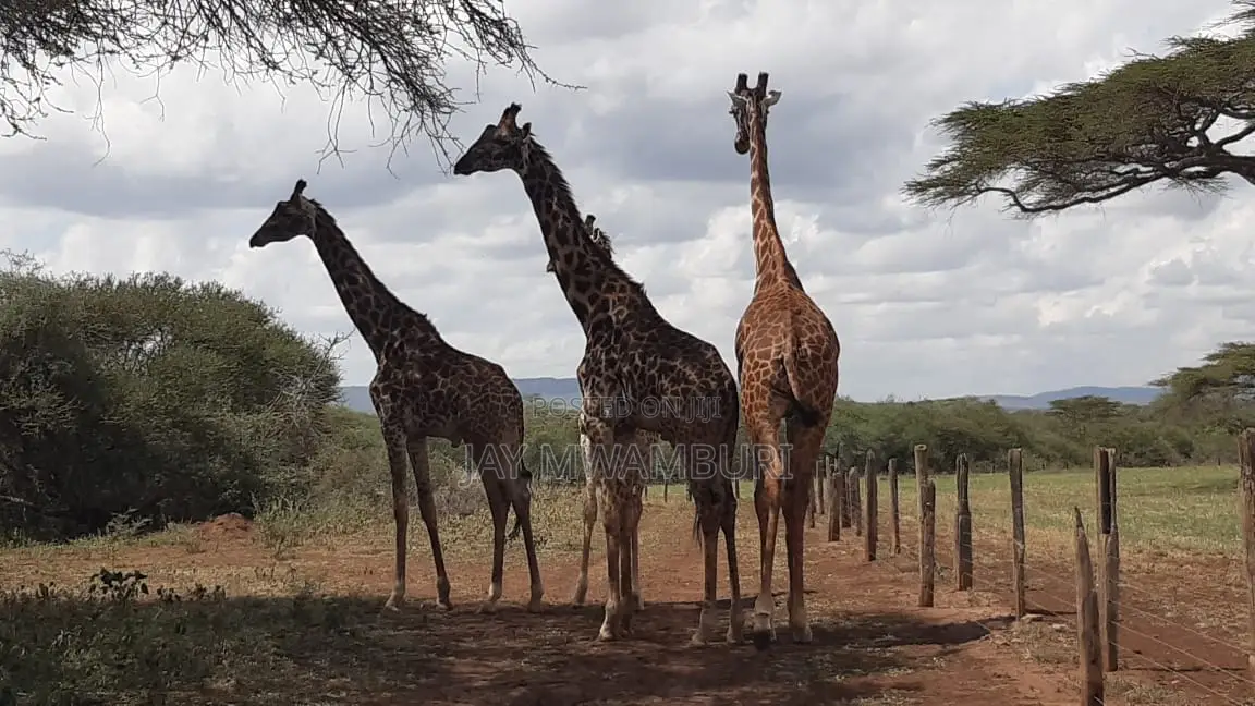 534 Acres Ranch Kajiado in Bisil