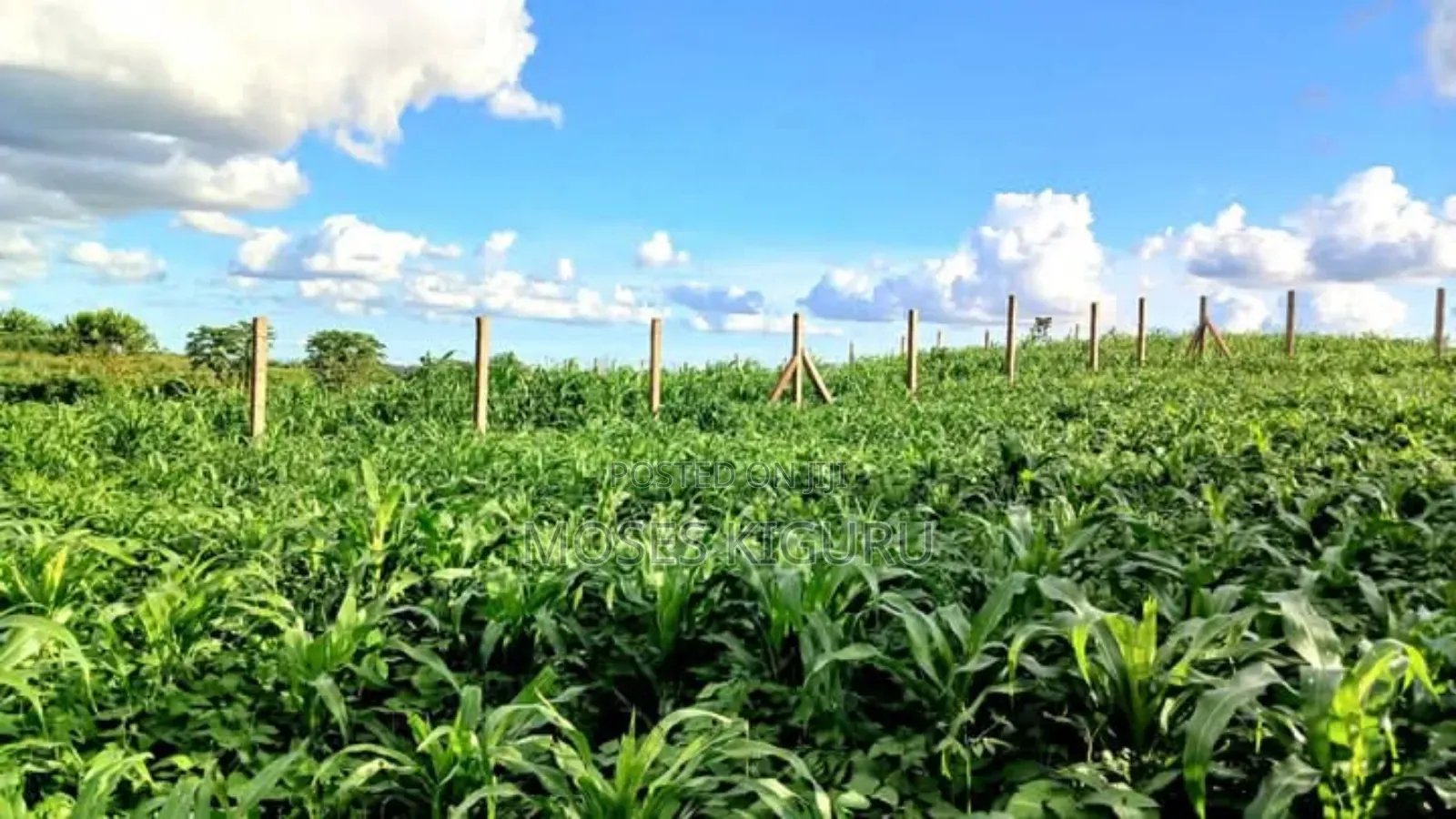 Kangema Farms 50x100 Plots. in Gatanga