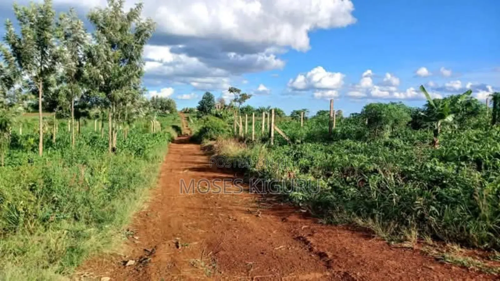 Kangema Farms 50x100 Plots. in Gatanga