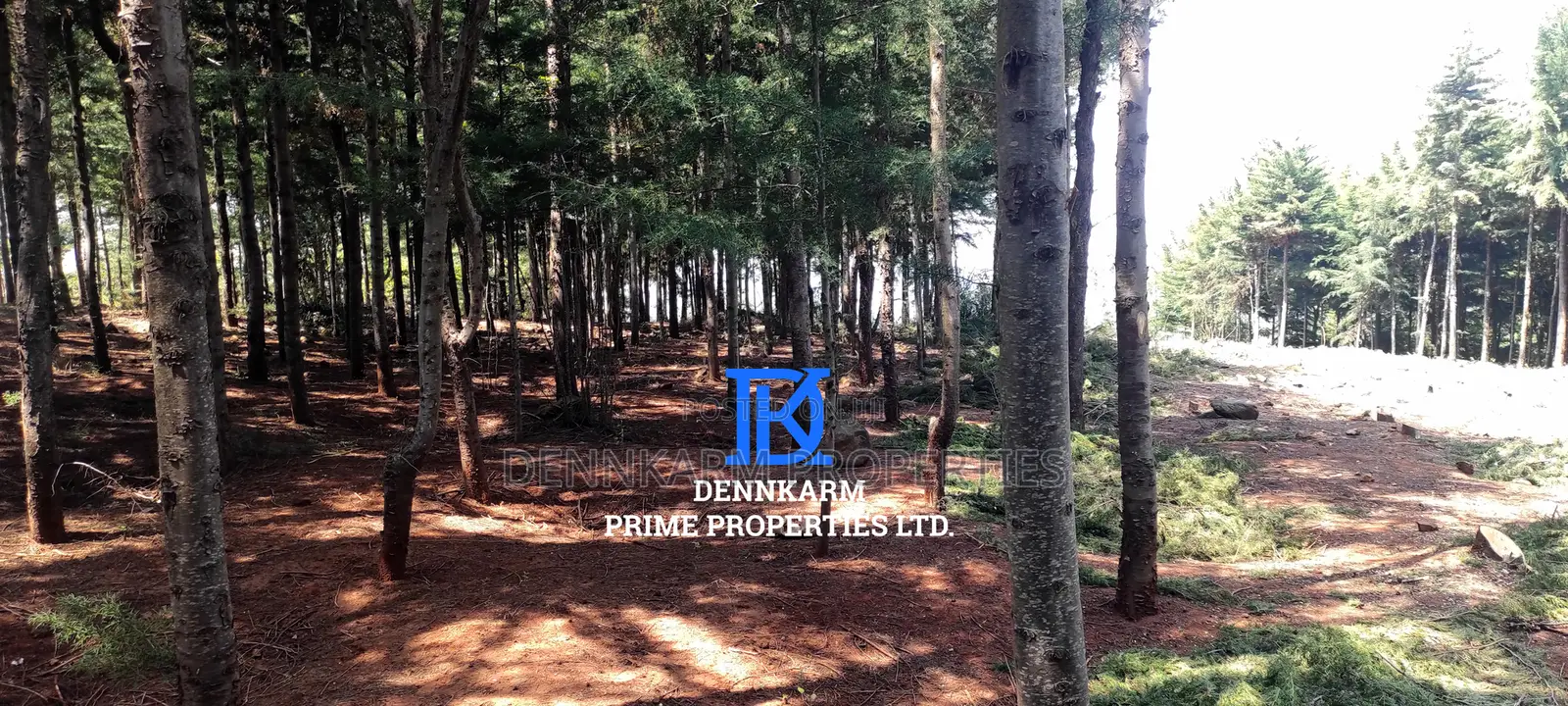 Prime Plots for Sale – Forest Groove Kikuyu, Thigio in Ndeiya