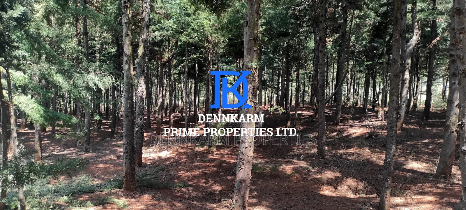 Prime Plots for Sale – Forest Groove Kikuyu, Thigio in Ndeiya