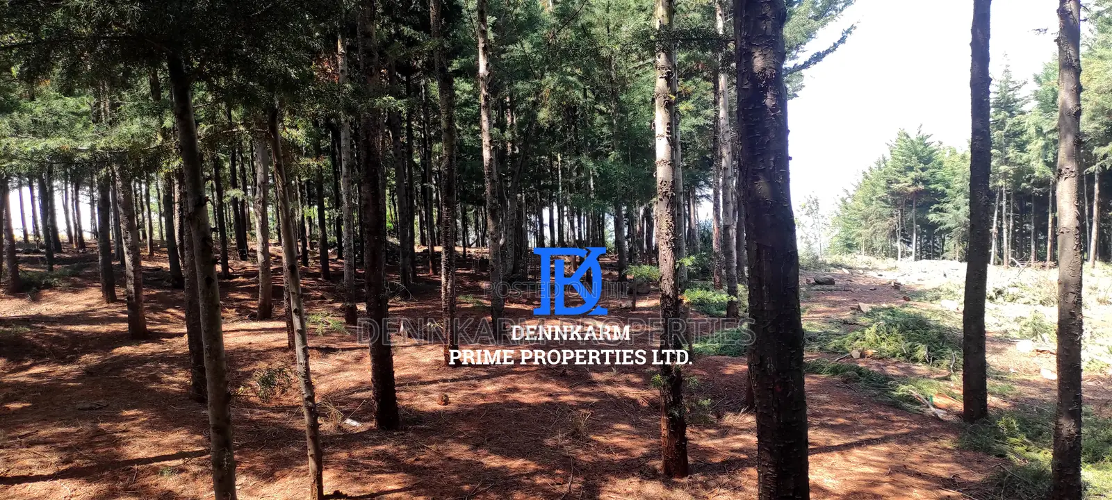 Prime Plots for Sale – Forest Groove Kikuyu, Thigio in Ndeiya