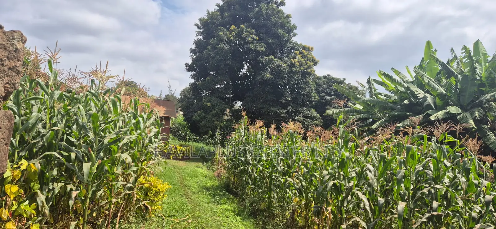 Prime 1⁄4-Acre Plot for Sale – Kabiria, Kes 15m in Kabiria