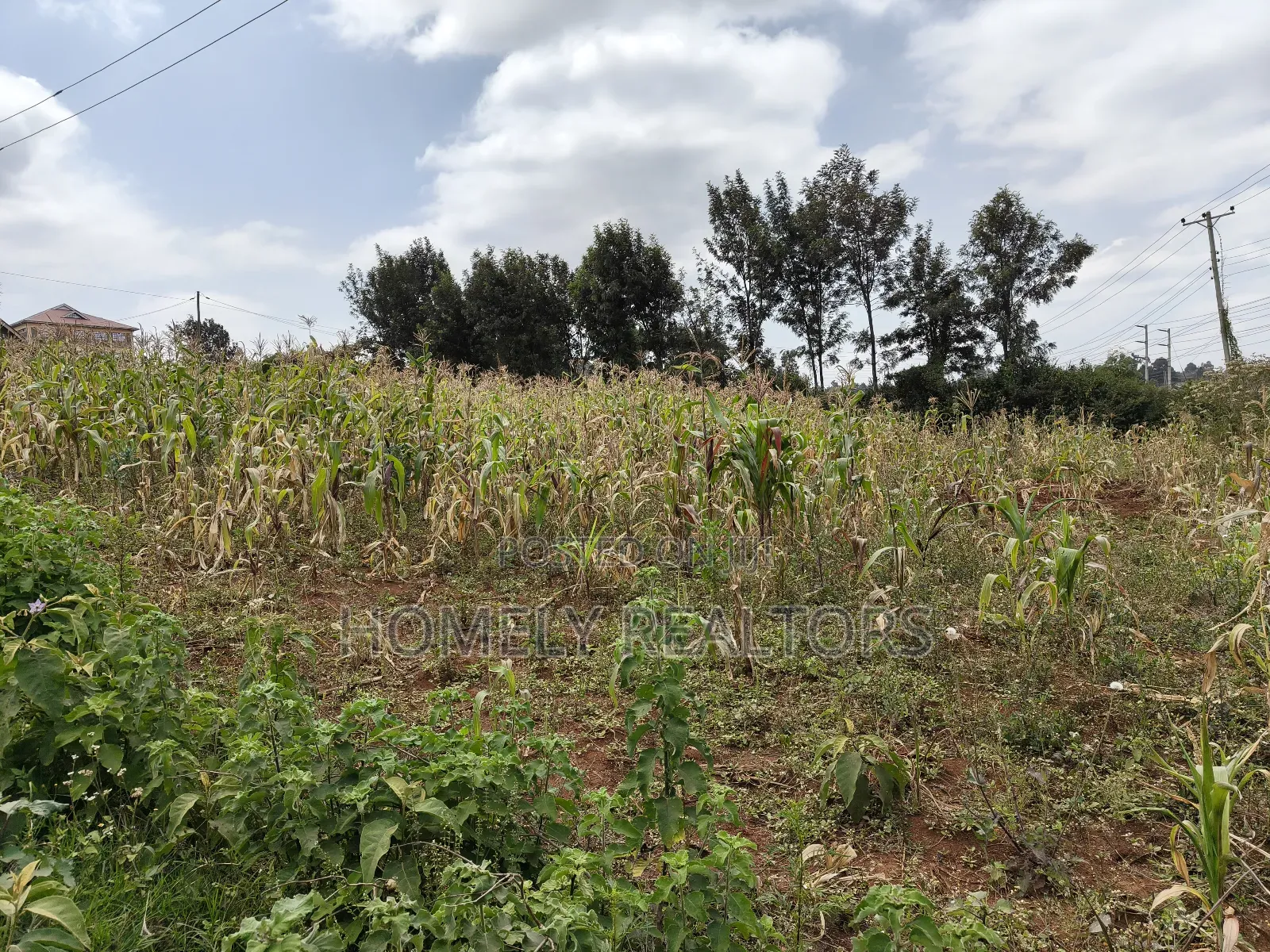 Half Acre Plot on Sale in Kibiku Touching Ngong-Suswa Road in Kibiku