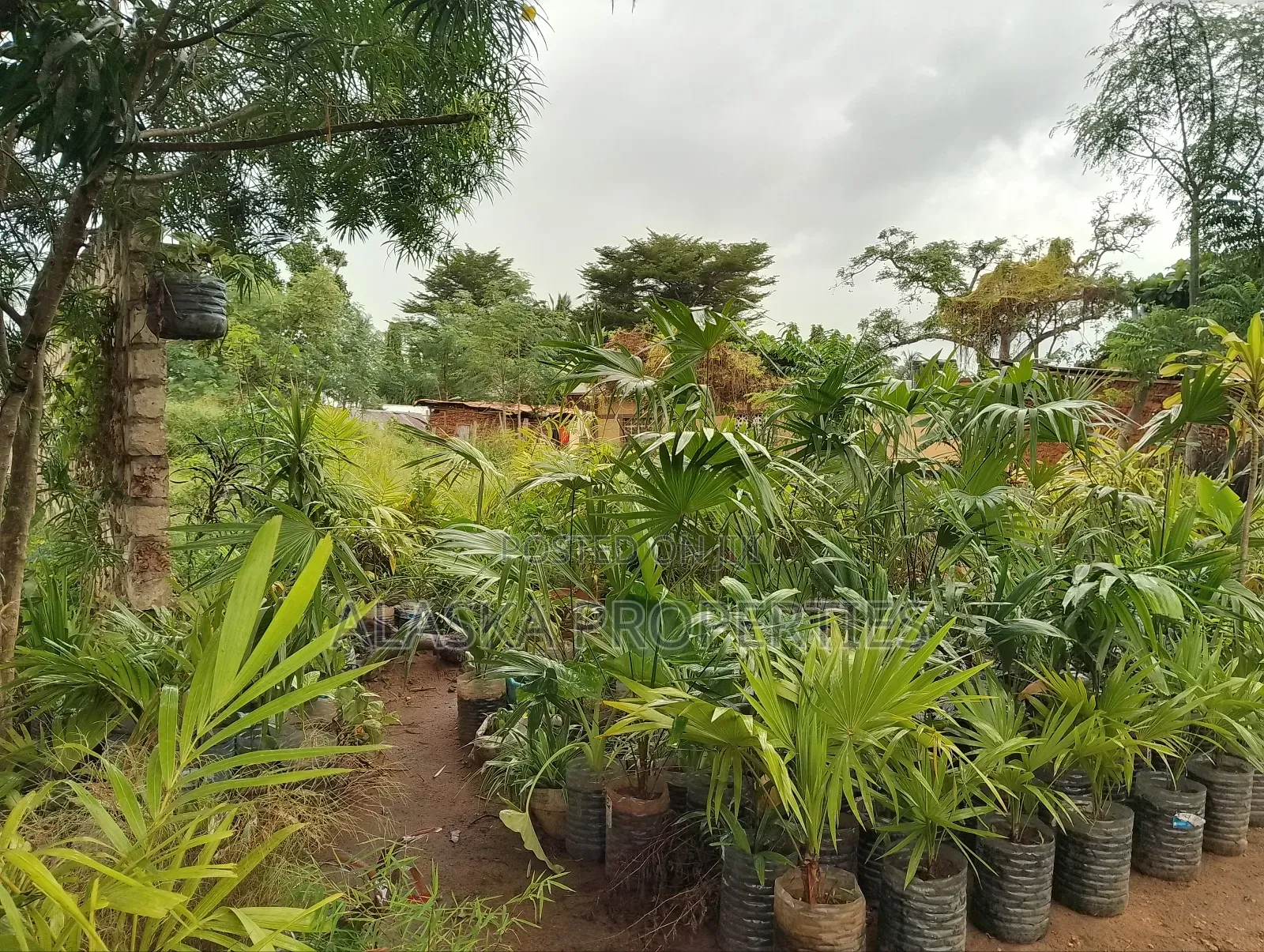 1/4 Acre Prime Plot 4 Sale in Utange in Utange