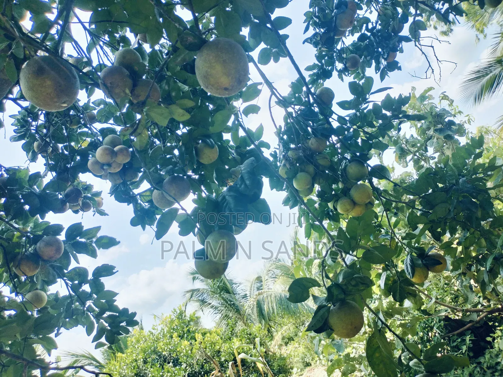 7.5 Acre Established Farm On Sale! in Ramisi