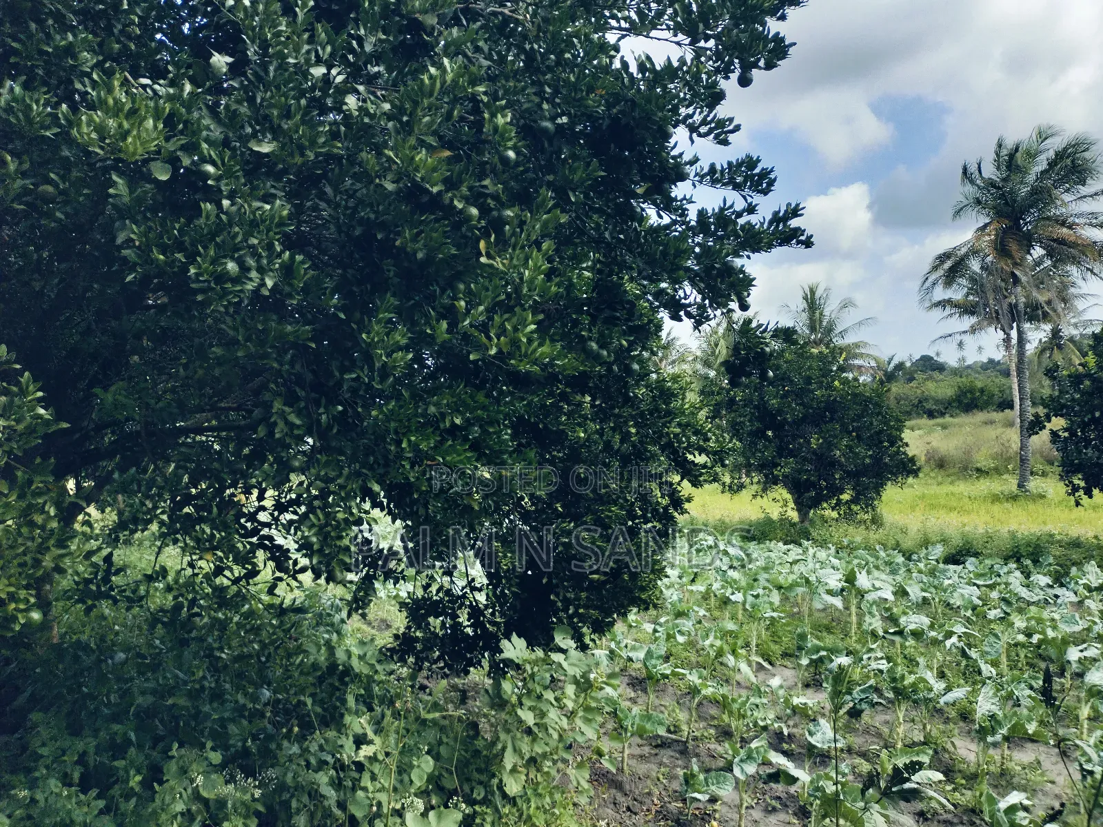 7.5 Acre Established Farm On Sale! in Ramisi