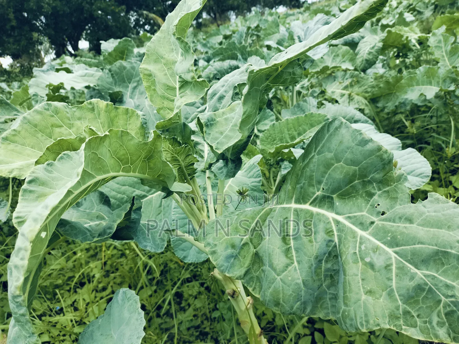 7.5 Acre Established Farm On Sale! in Ramisi