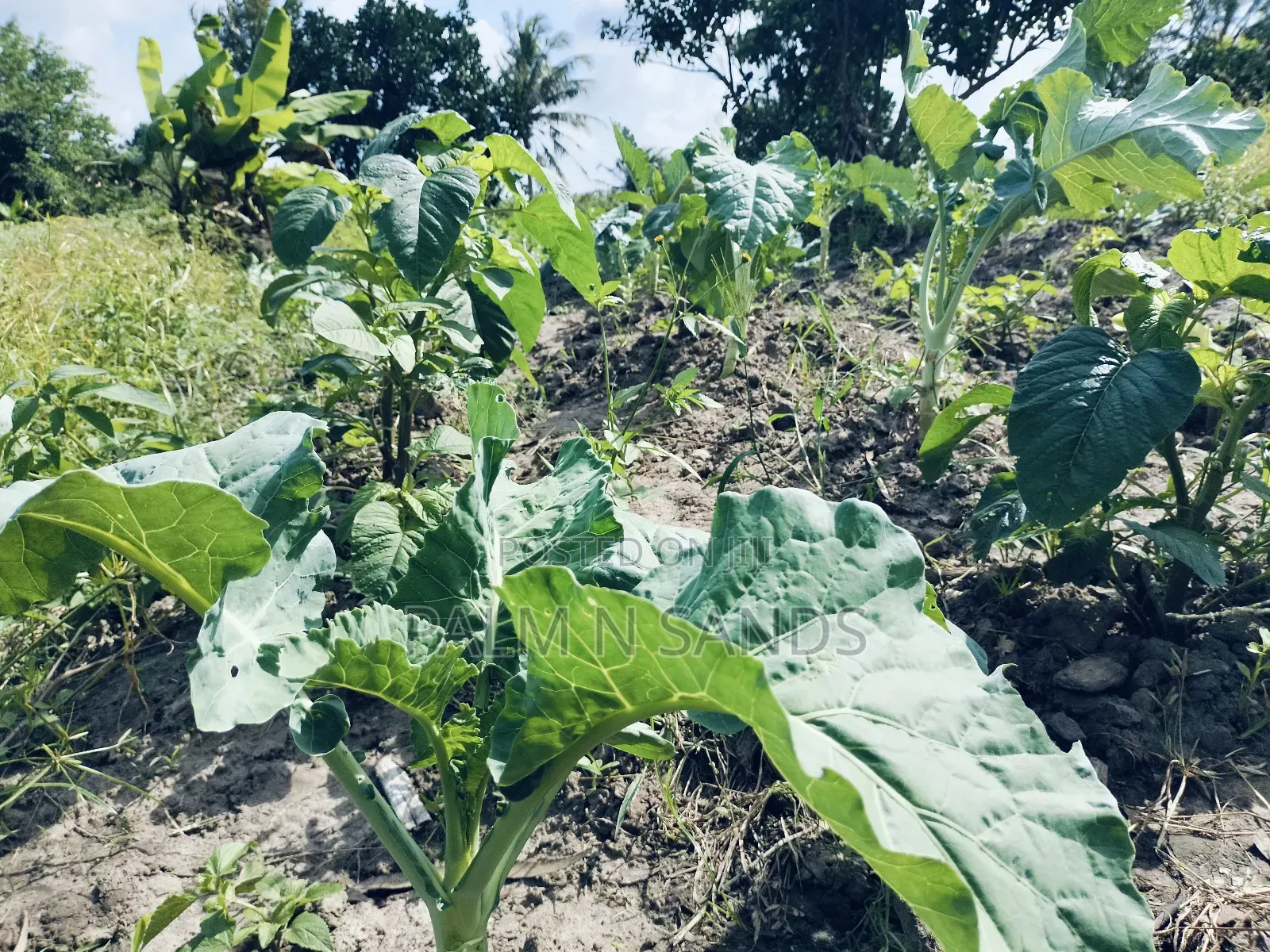 7.5 Acre Established Farm On Sale! in Ramisi