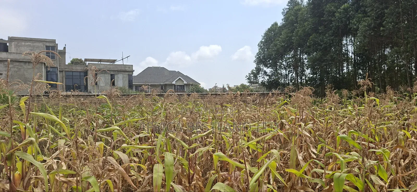 100x100 Available Plot for Sale in Kikuyu Lusigetti Kiambu County in Kikuyu