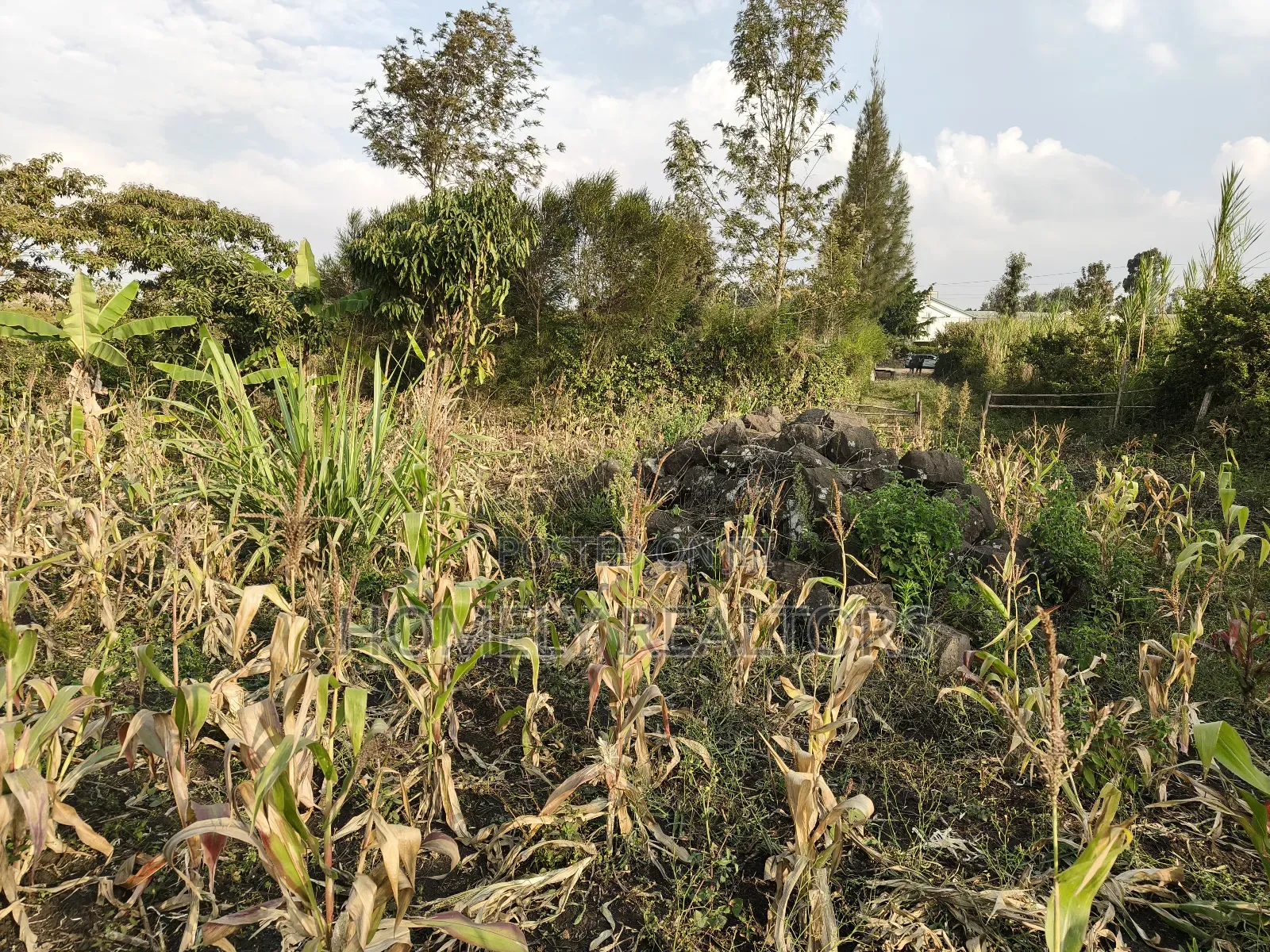 Eighth Acre Plot for Sale in Ngong, Olkeri 50 Meters From Tarmac in Ngong
