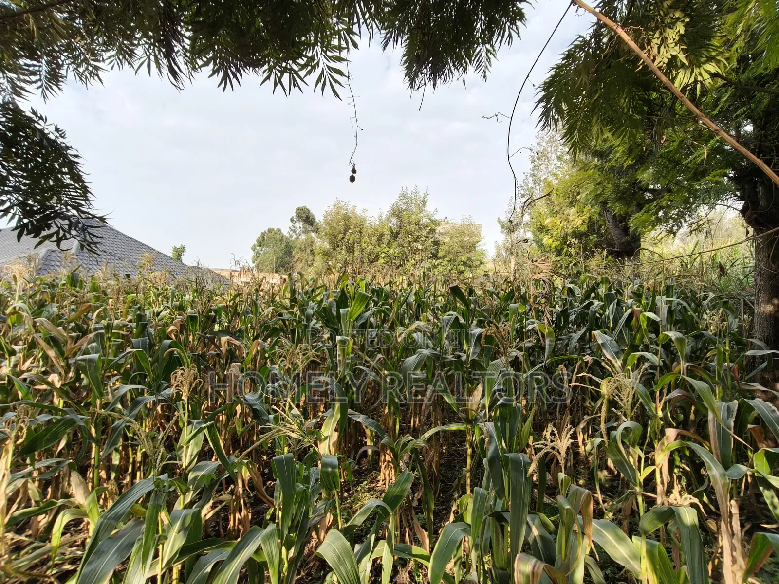 Residential Eighth Acre Plot in Ngong, Olkeri 250 Meters From Tarmac in Ngong