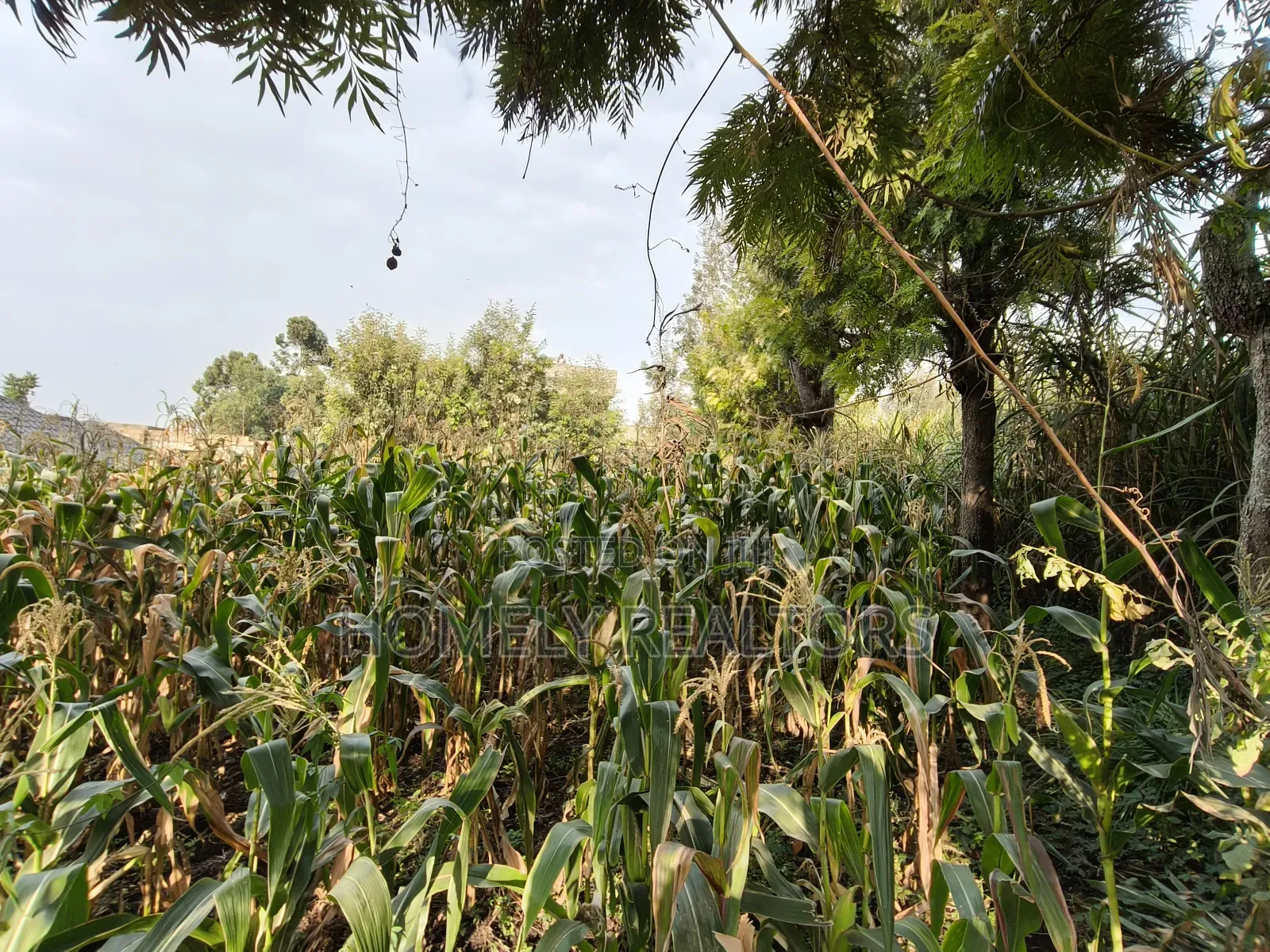Residential Eighth Acre Plot in Ngong, Olkeri 250 Meters From Tarmac in Ngong