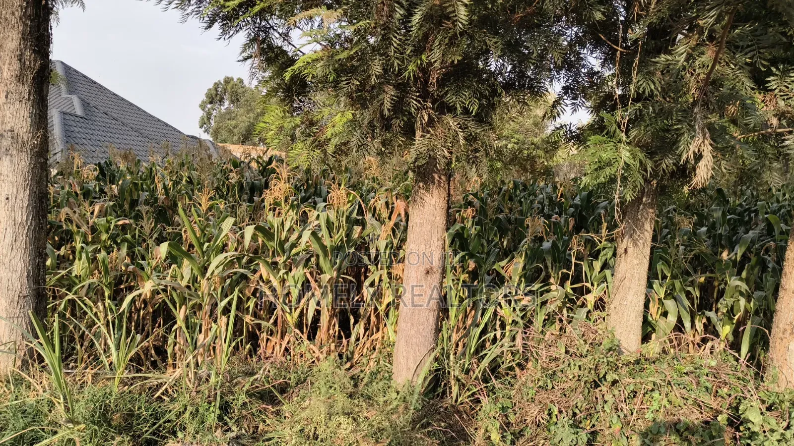 Residential Eighth Acre Plot in Ngong, Olkeri 250 Meters From Tarmac in Ngong