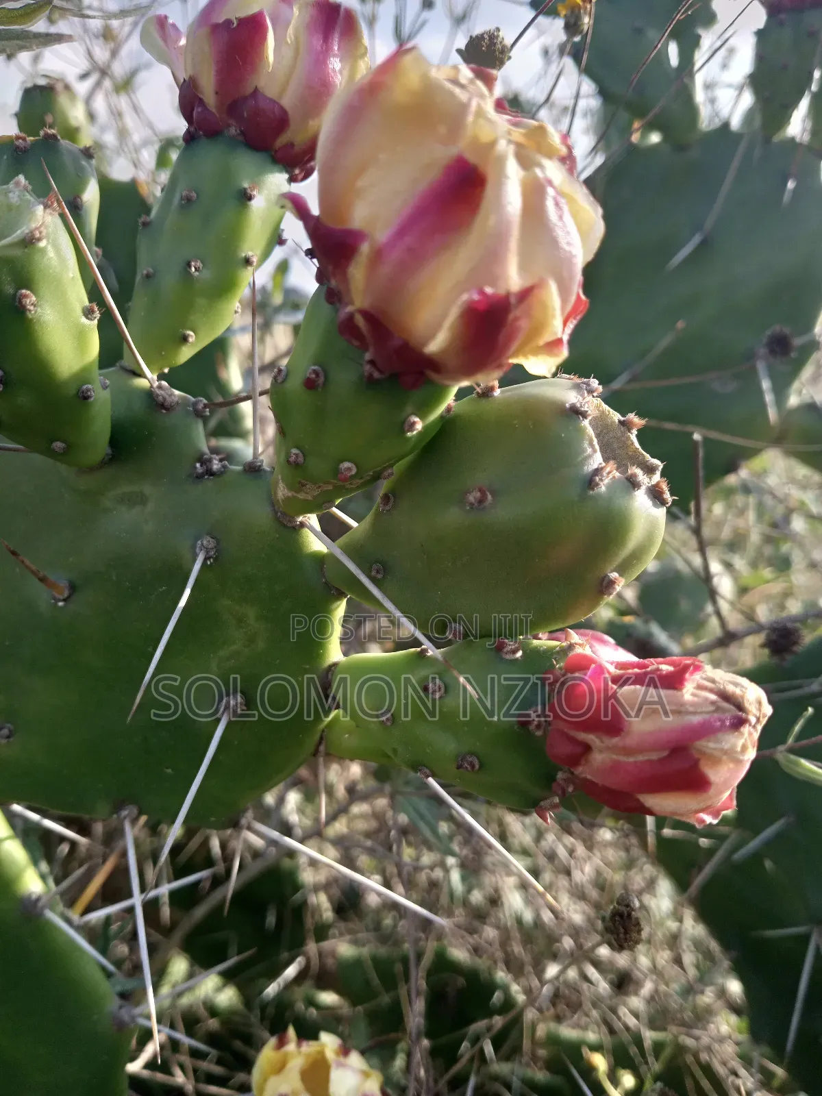 32 Plots in 4 Acres on Tarmac Kdo Rd in Koma Hills Area