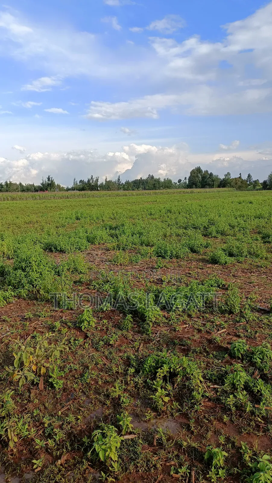 Eldoret Illula Residential Plots on Sale in Illula