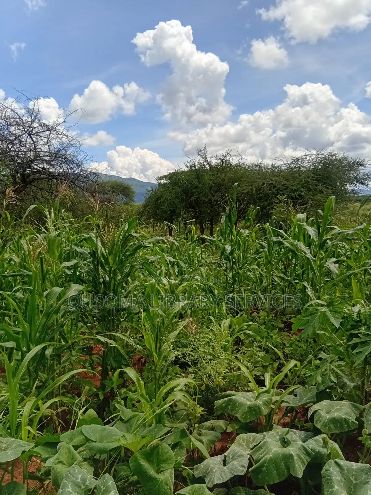 Rare 9.6-Acre Gem, Maili Tisa| Namanga Road, Massive Potential! in Matapato