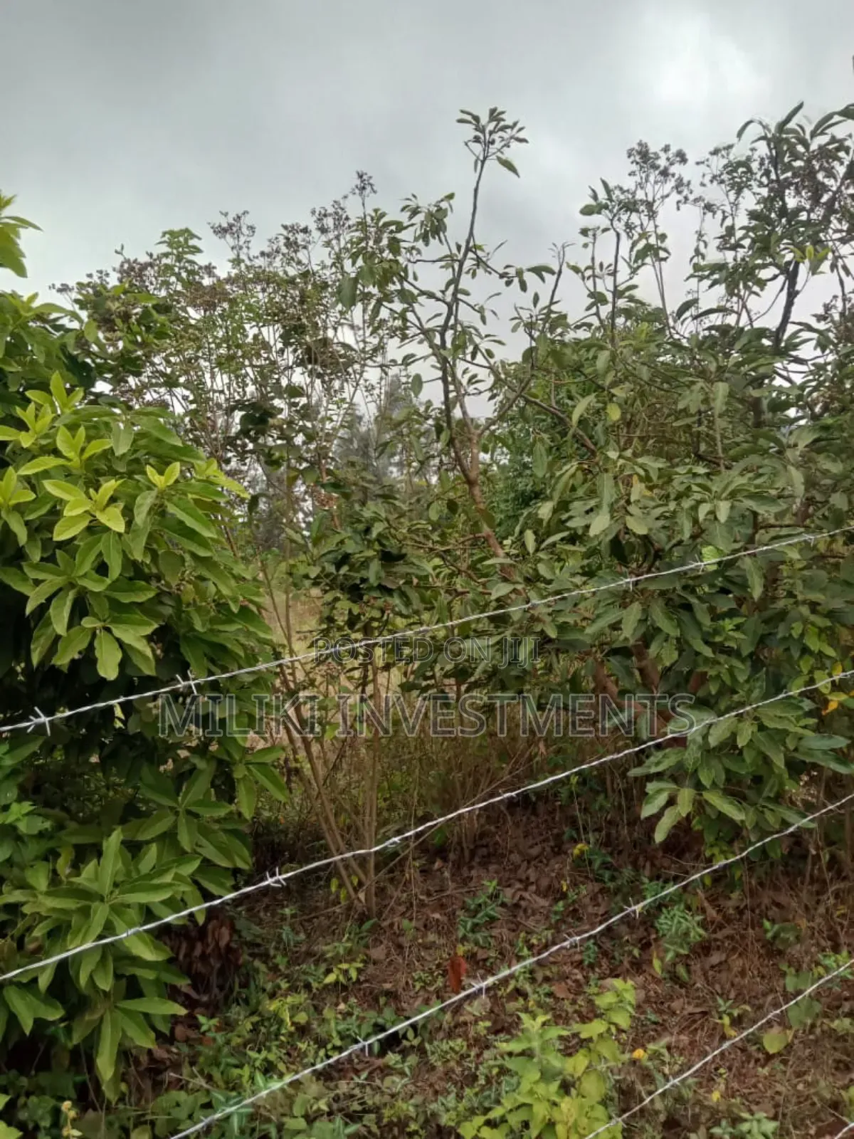 50 By100 Plots on Sale at Kenol-Riandegwa Area in Kimorori/Wempa