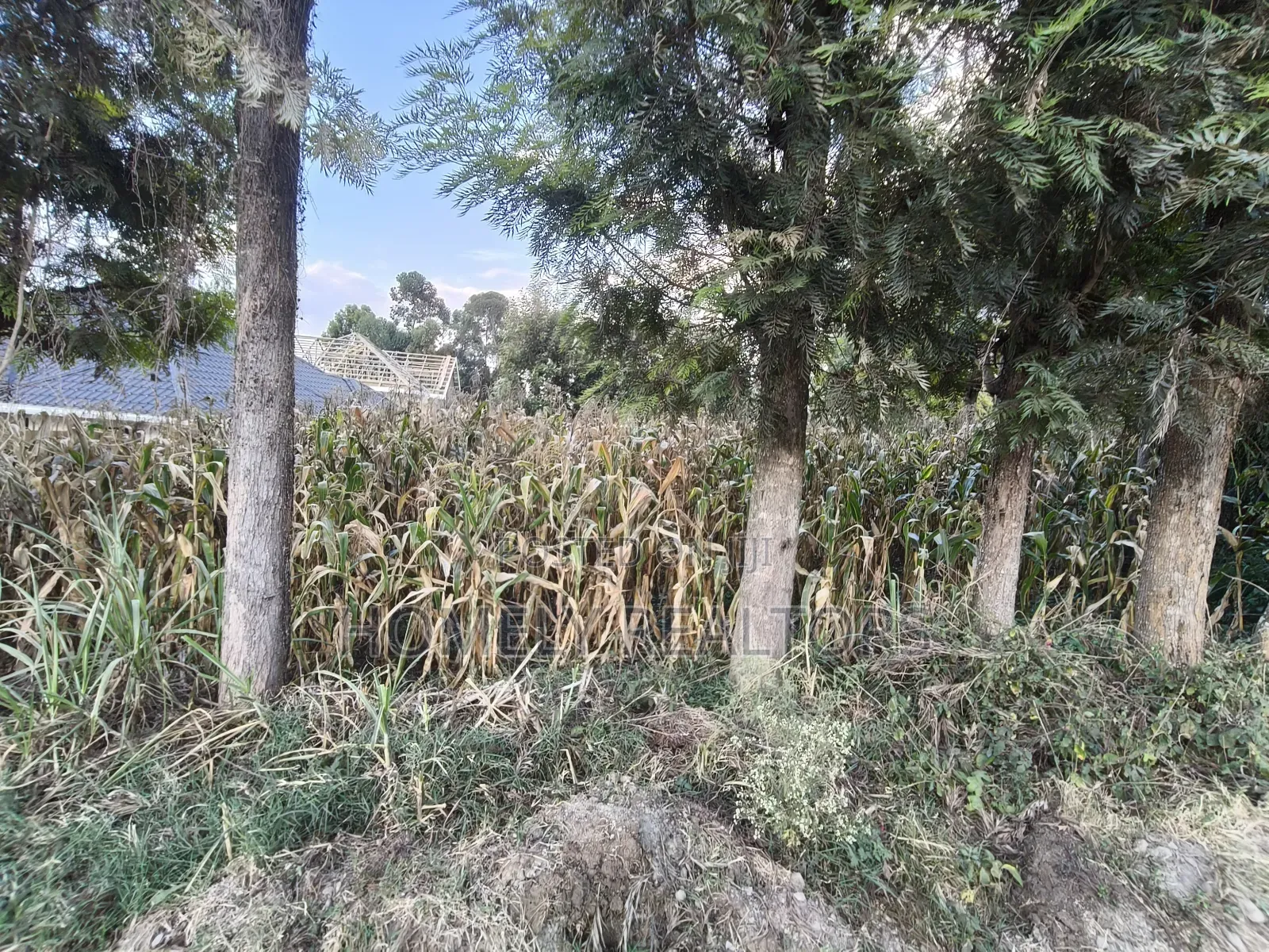 Prime Residential Eighth Acre Plot on Sale in Ngong Olkeri Near Tarmac in Ol Keri