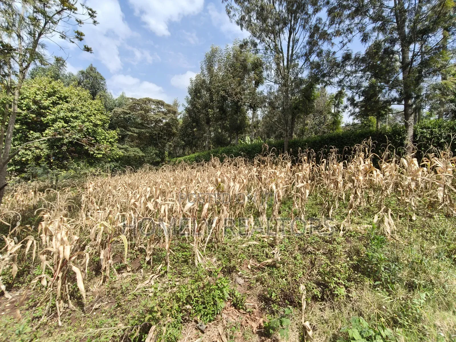 Residential Eighth Acre Plot in Ngong, Memusi. Red Soil Near Iat SCH in Matasia