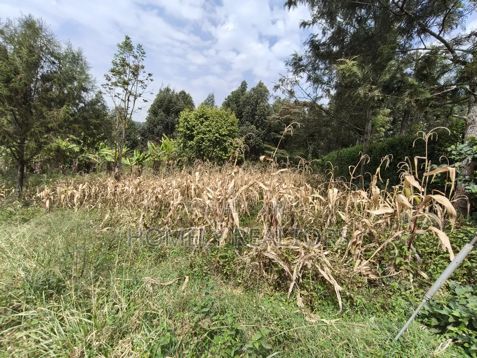Residential Eighth Acre Plot in Ngong, Memusi. Red Soil Near Iat SCH in Matasia