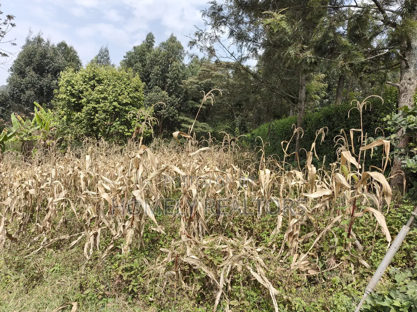 Residential Eighth Acre Plot in Ngong, Memusi. Red Soil Near Iat SCH in Matasia