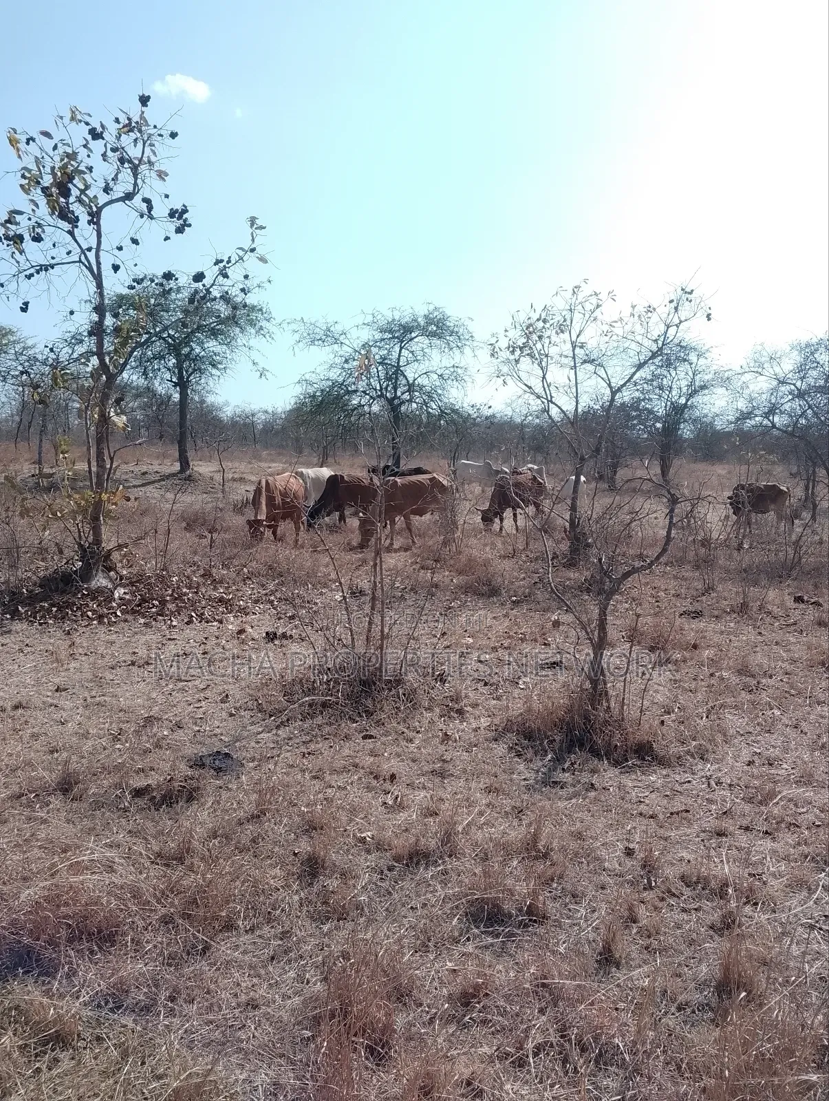 For Sale 9 Acres Located 7km Off-Machakos Kitui Rd-Mwala Maaueli in Makutano