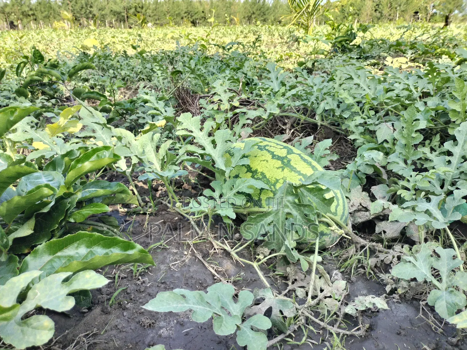 14.5 Acre Established Organic Farm in Ramisi