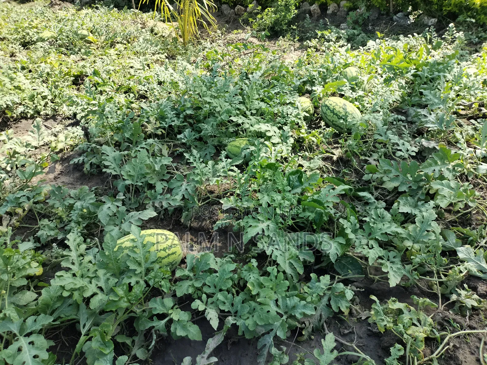 14.5 Acre Established Organic Farm in Ramisi