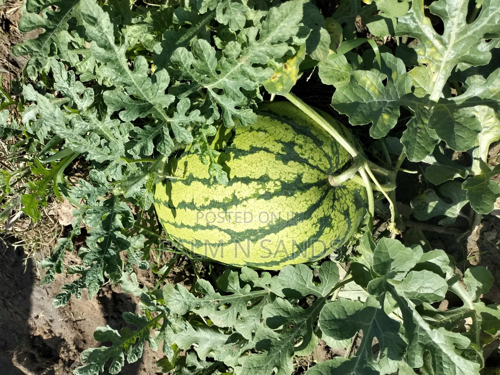 14.5 Acre Established Organic Farm in Ramisi