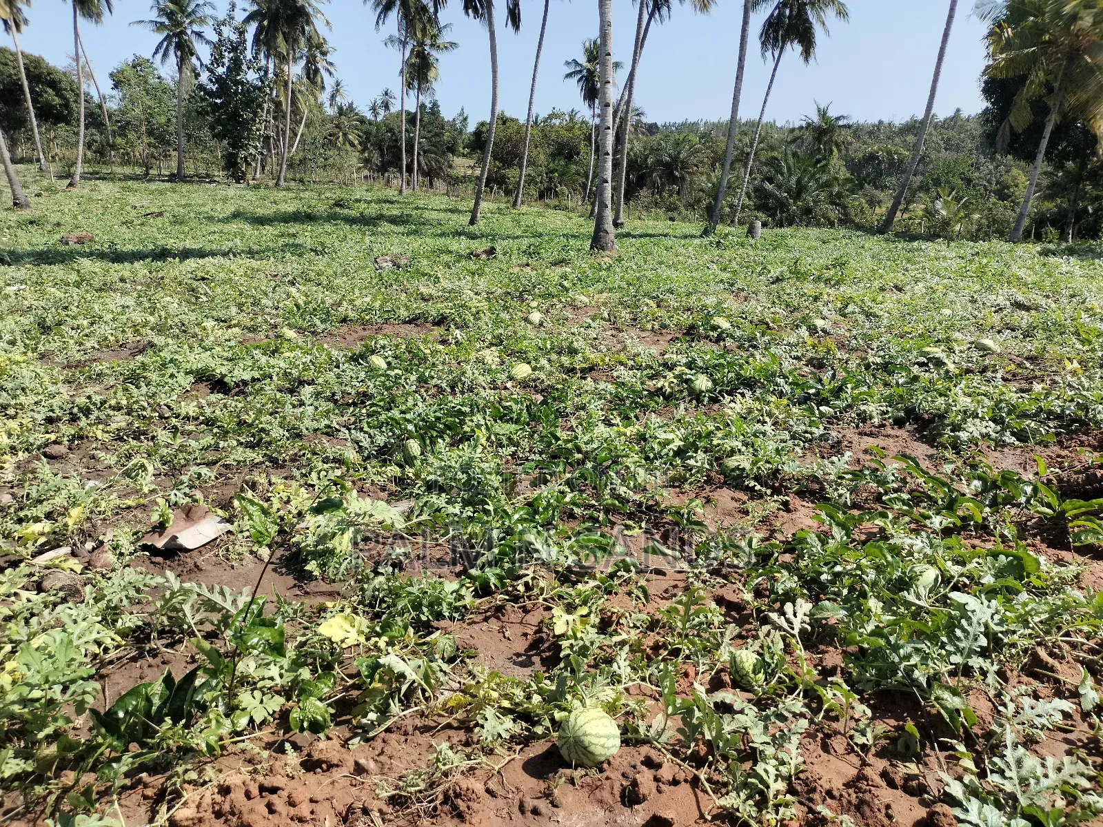 14.5 Acre Established Organic Farm in Ramisi