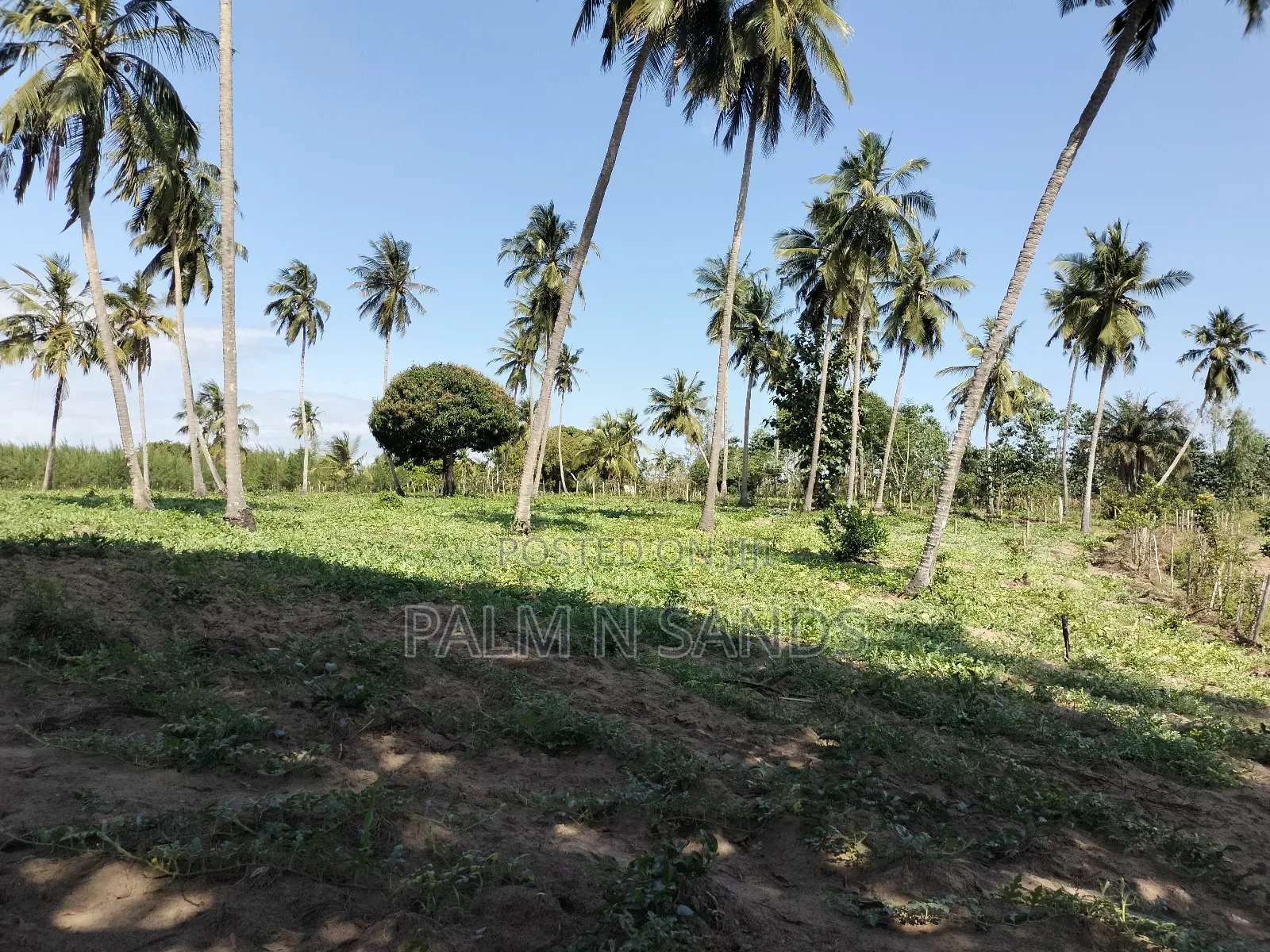 14.5 Acre Established Organic Farm in Ramisi