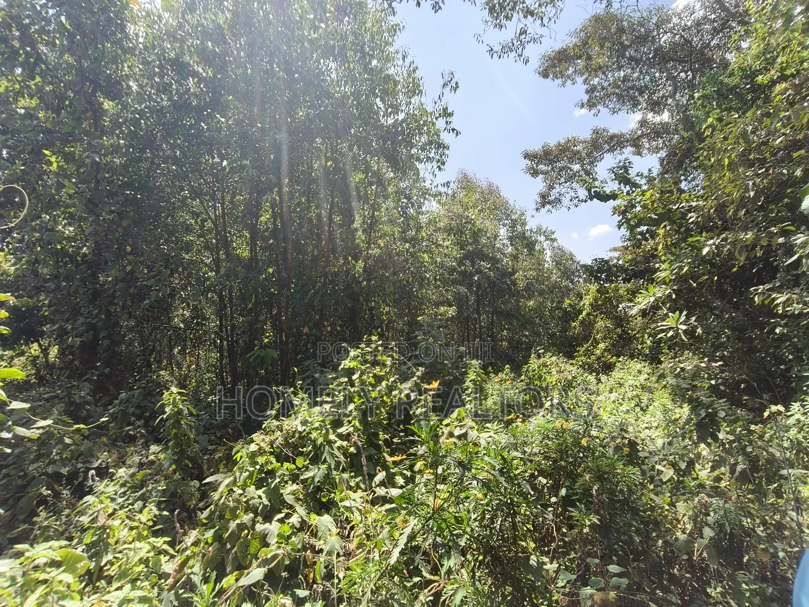 2.3 Acres of Land on Sale in Ngong Kahara. Has Trees Touches Main Road in Ngong