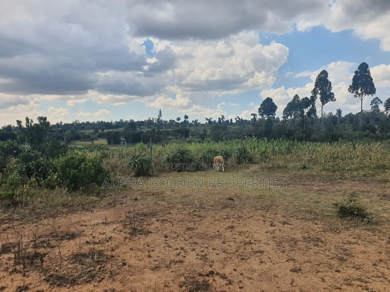 1 Acre in Daiga in Nanyuki