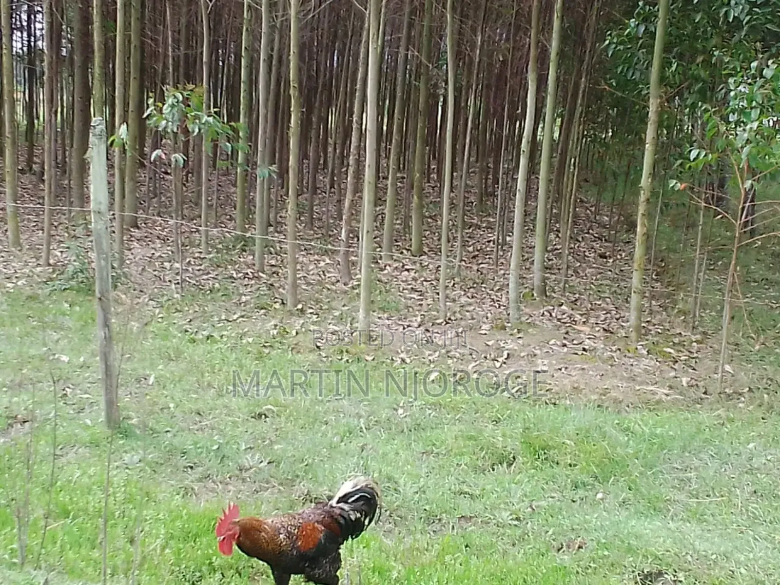 1 Acre Memo in Murungaru