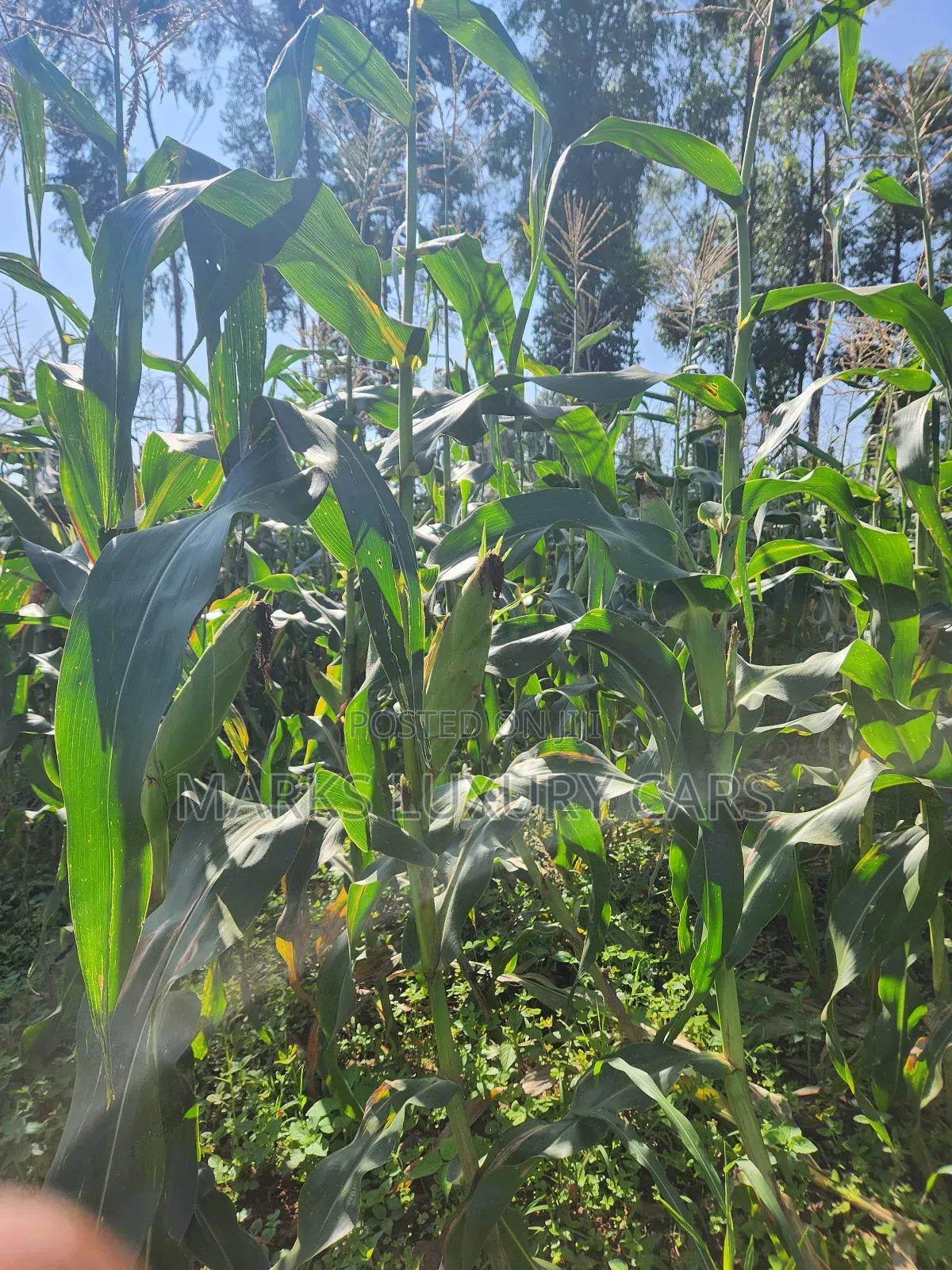Prime Farming Land for Sale in Kagan