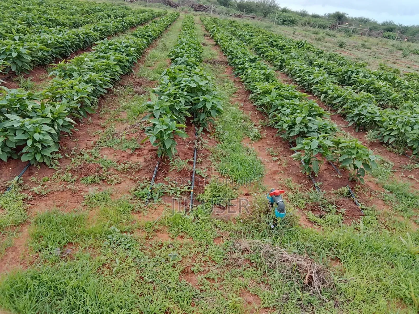 18 Acres in Taita Taveta,With Electric Fence,Water,Drip,Staff and More in Mata