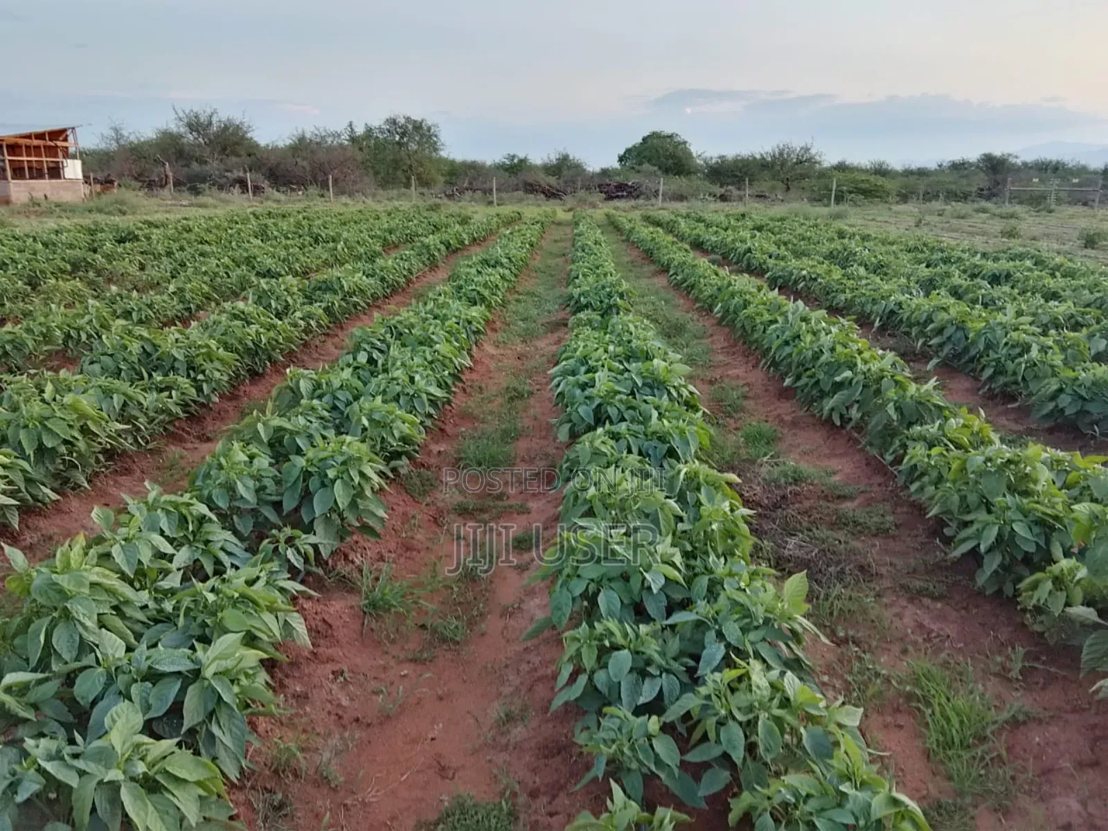 18 Acres in Taita Taveta,With Electric Fence,Water,Drip,Staff and More in Mata