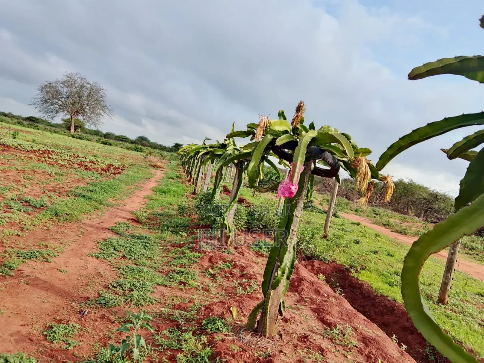18 Acres in Taita Taveta,With Electric Fence,Water,Drip,Staff and More in Mata