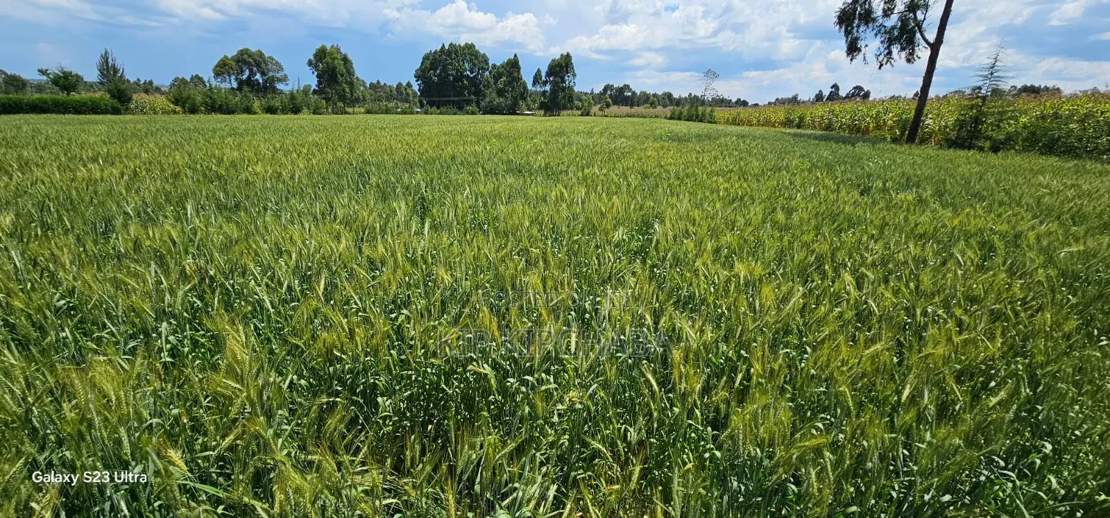 6 Acres for Sale in Naiberi Near Plateau in Eldoret in Kaptagat