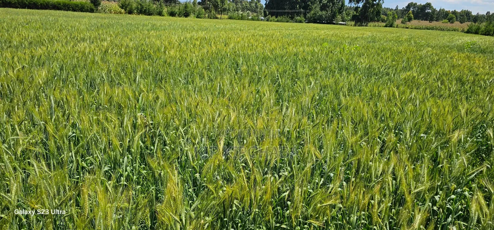 6 Acres for Sale in Naiberi Near Plateau in Eldoret in Kaptagat