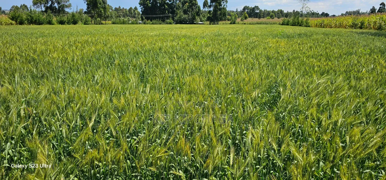 6 Acres for Sale in Naiberi Near Plateau in Eldoret in Kaptagat