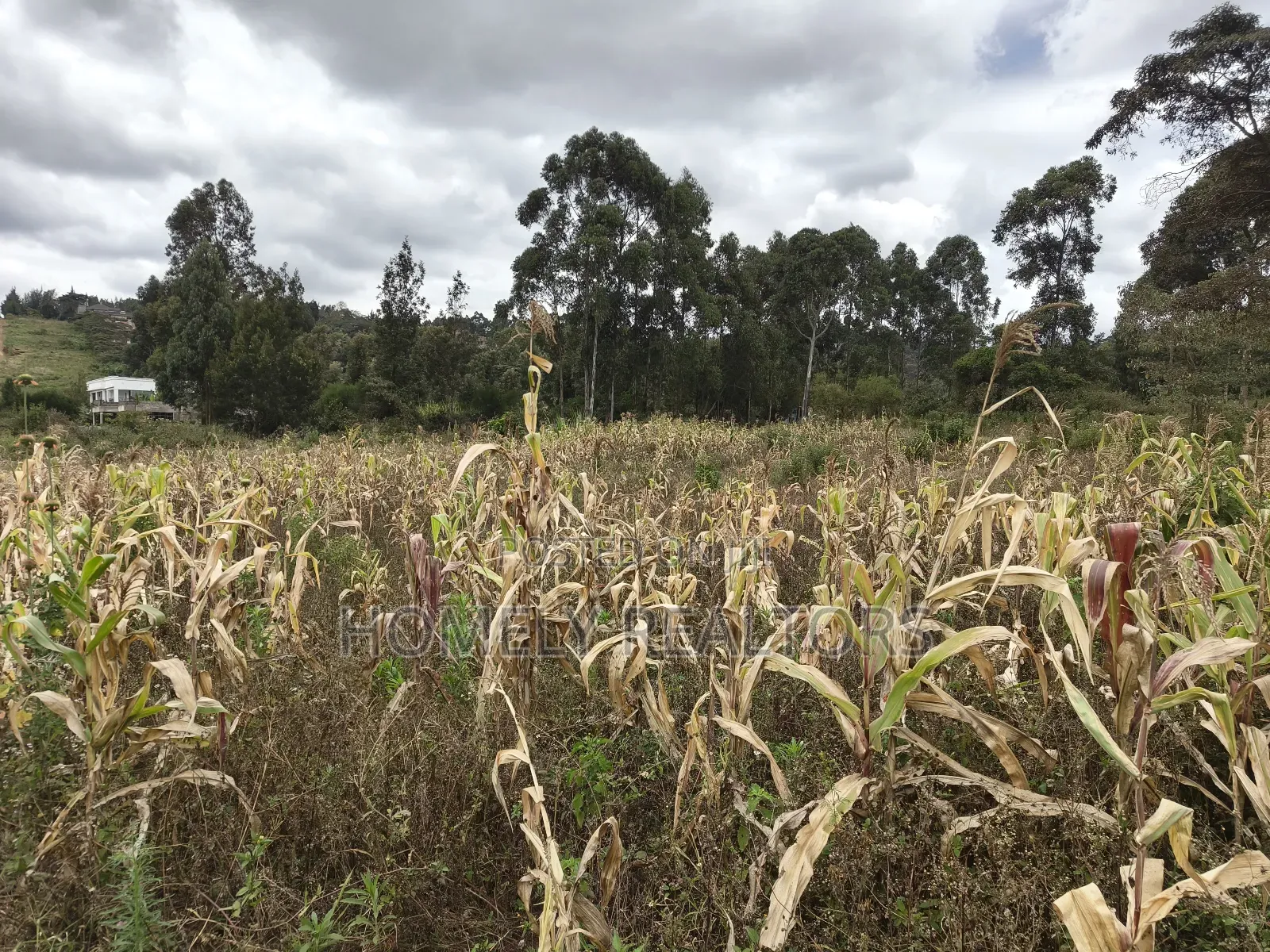 Half Acre Plot on Sale in Ngong, Along Maragara Road. Red Soil Land. in Ngong