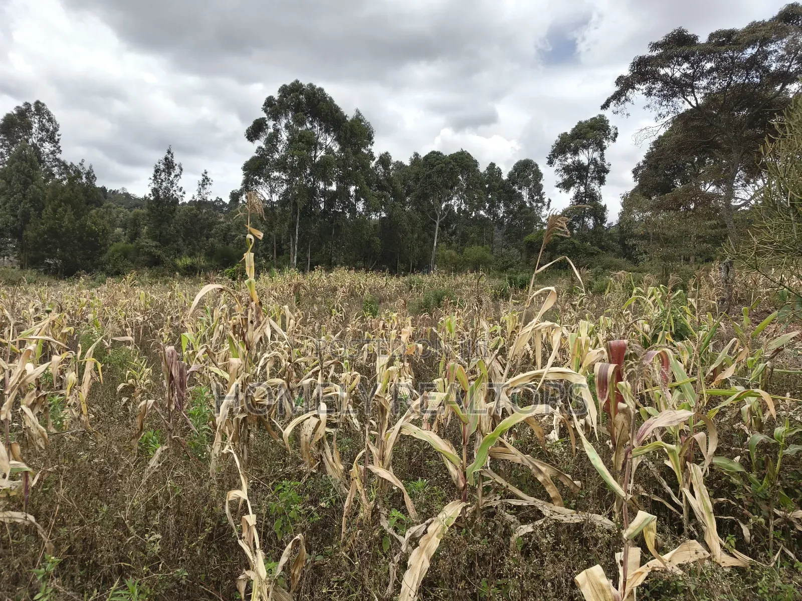 Half Acre Plot on Sale in Ngong, Along Maragara Road. Red Soil Land. in Ngong