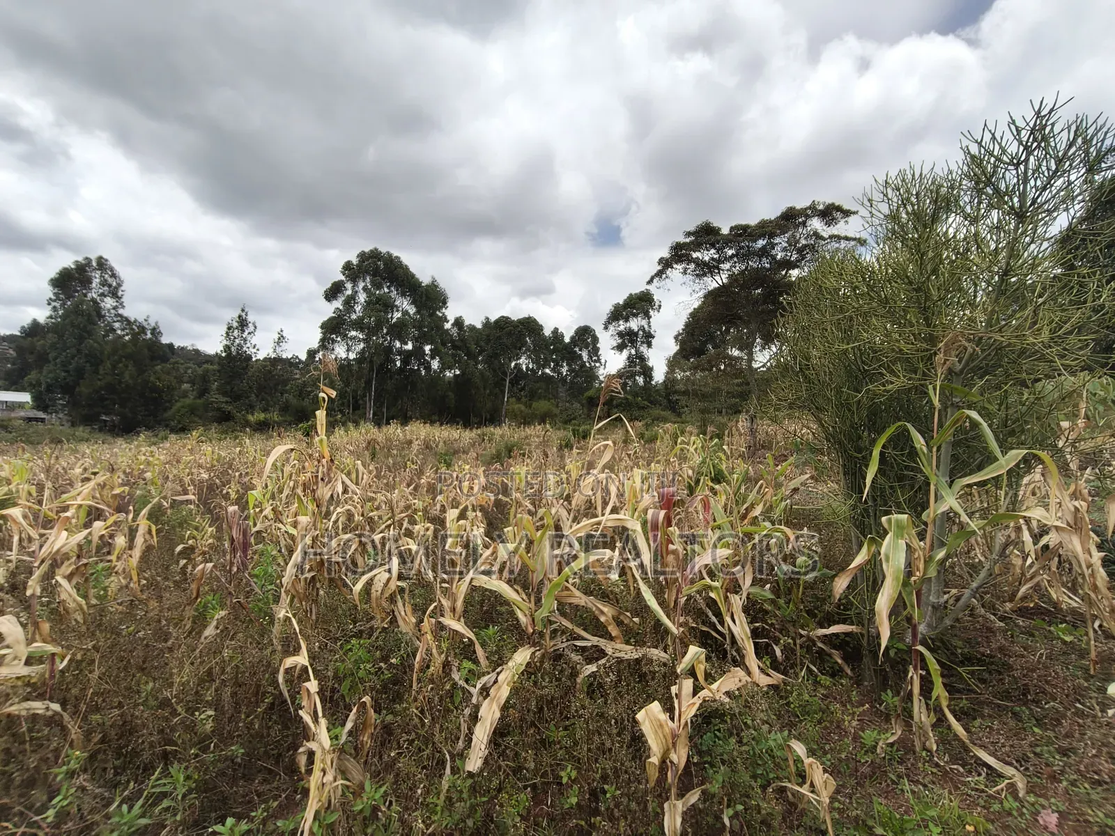 Half Acre Plot on Sale in Ngong, Along Maragara Road. Red Soil Land. in Ngong