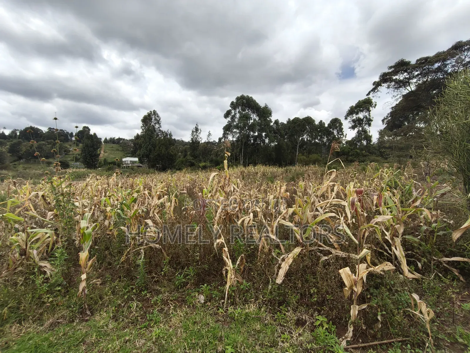 Half Acre Plot on Sale in Ngong, Along Maragara Road. Red Soil Land. in Ngong