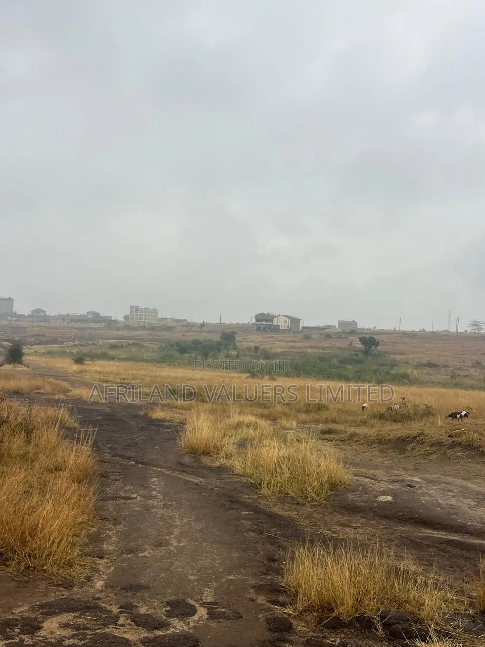 1/8 Plots for Sale Opposite Mang'u High School in Ngoliba