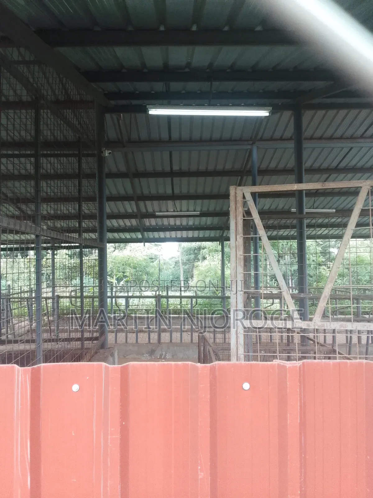 Modern Cow Shed/ Farm Uplands in Lari/Kirenga