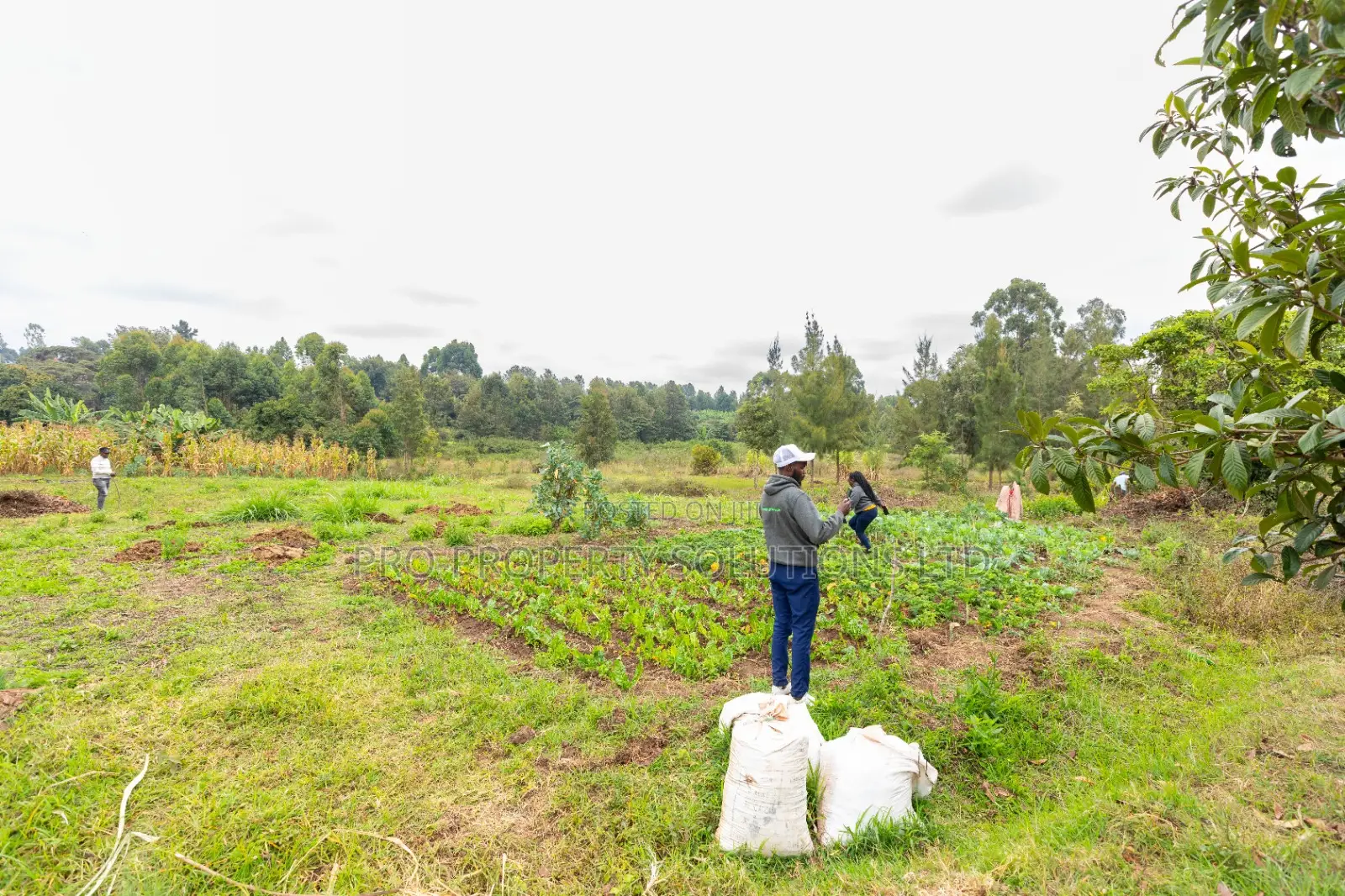 Prime Residential Plots for Sale in Kikuyu, Mai-Ii-Ihii in Kikuyu